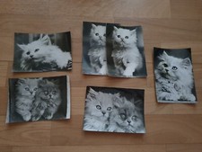 diverse AK Postkarten Ansichtskarten Katzenmotiv