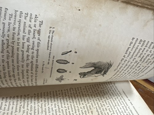 Antique Dadd's American Horse & Cattle Doctor 1866 R W Carroll & Co HC - Picture 17 of 21