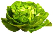 500 Graines de Laitue Merveille d'hiver Méthode BIO plante salade légume potager