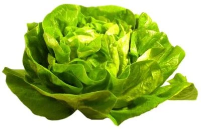 500 Graines de Laitue Merveille d'hiver Méthode BIO plante salade légume potager