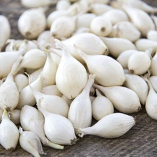 Snowball White Onion Sets (Bulbs) | Day Neutral Onions Seeds 2025 Fast Shipping