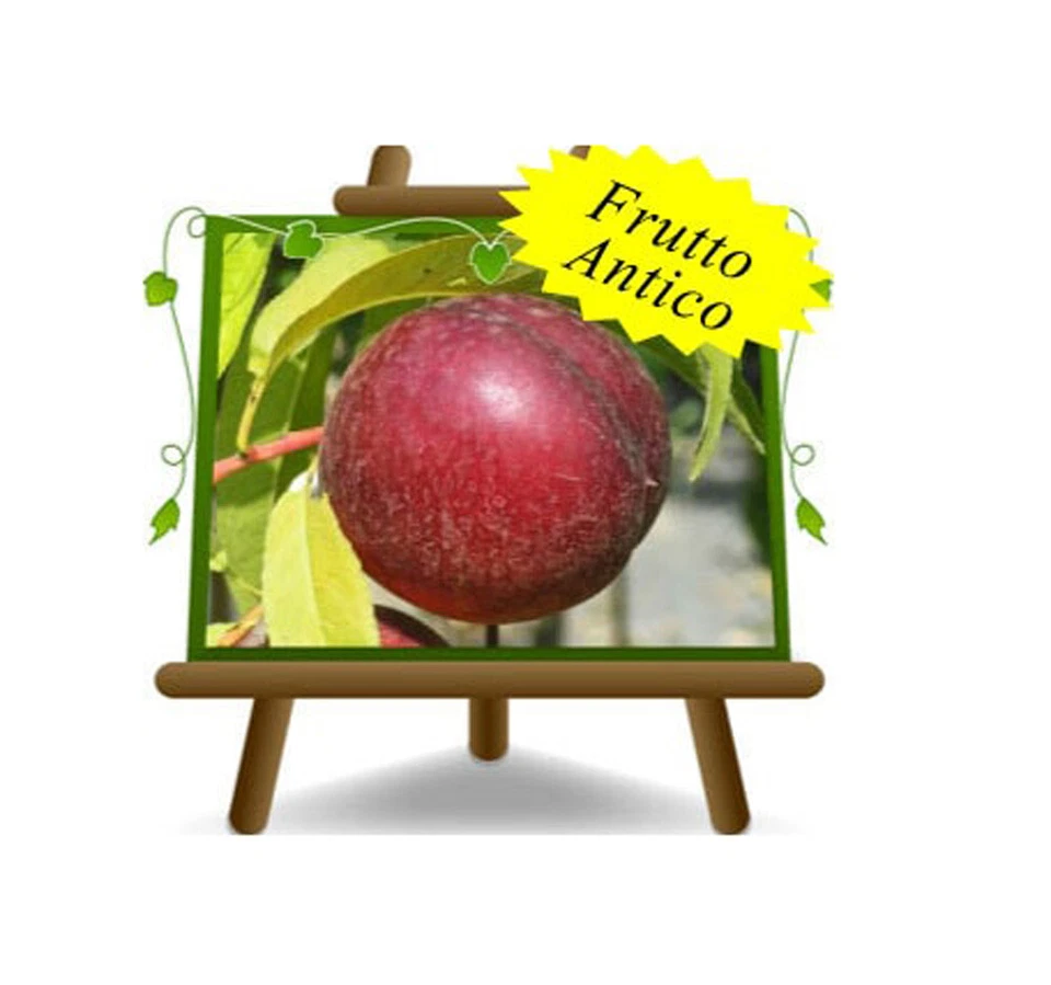 EURO PLANTS VIVAI Nettarine a Polpa Gialla Armking Altezza: 150~170 cm Eta: 2 anni Vaso: 20 cm