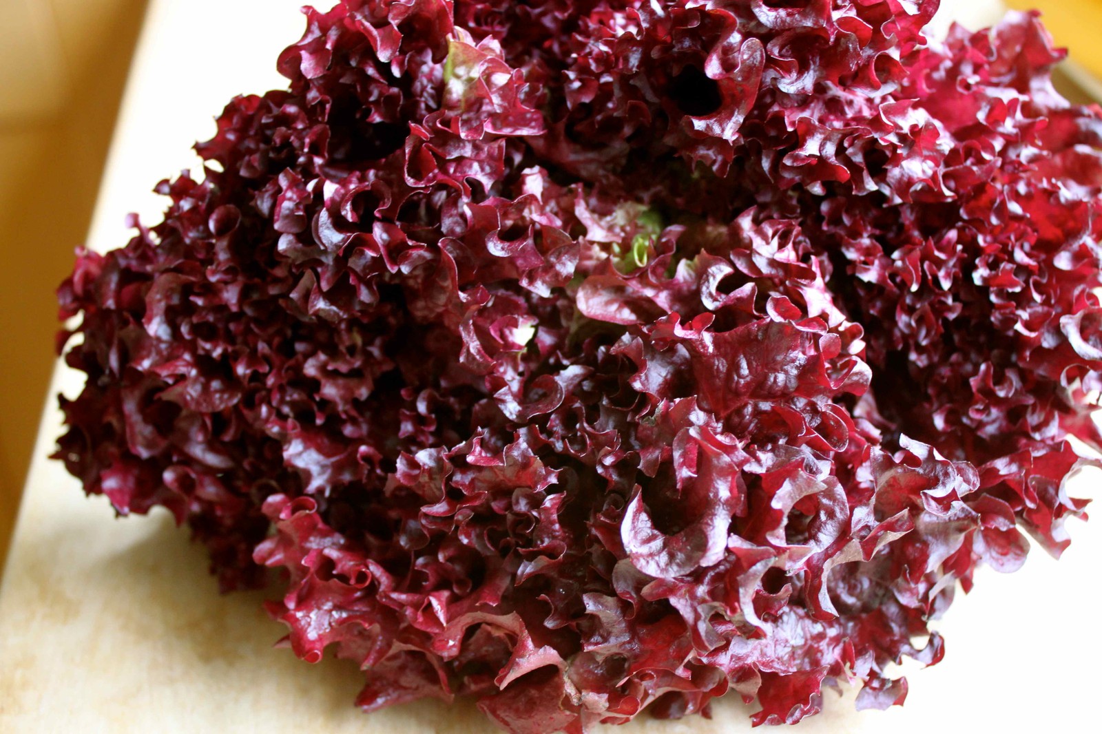 Ensalada de recogida - Ensaladas Lollo Rosso - 200+ semillas - ¡BONITA y RÁPI...
