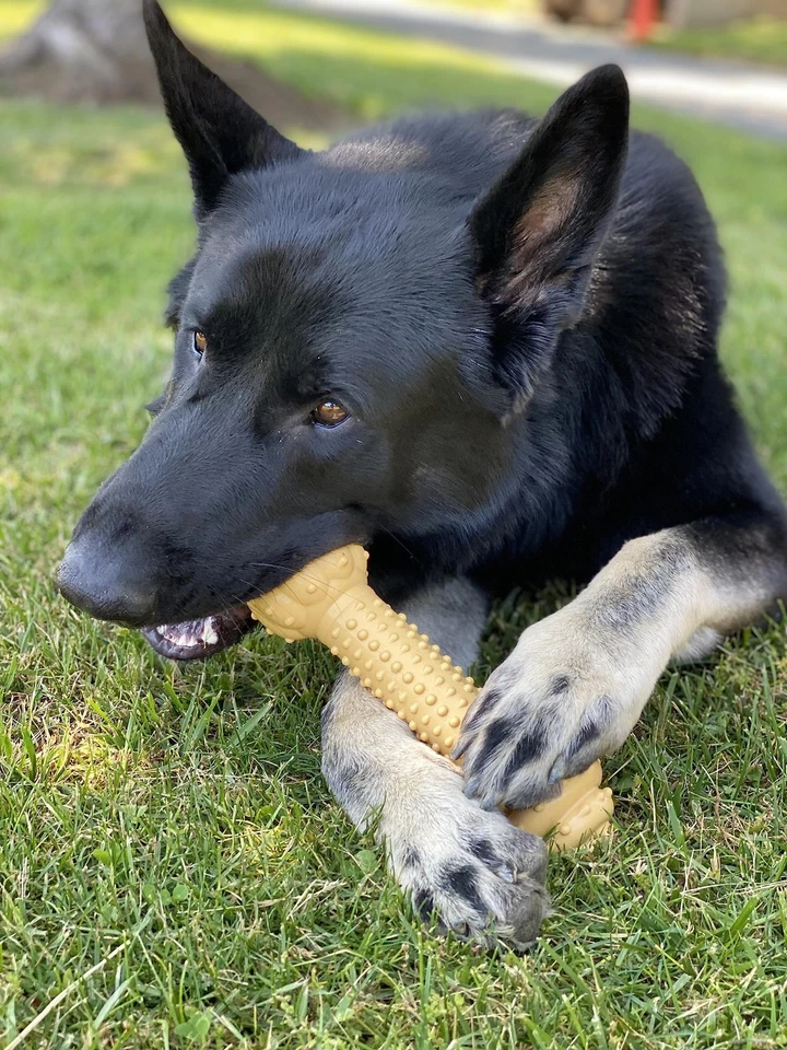 Juguete para masticar Nylabone duradero Xx grande bronceado perro salud dental sabor mantequilla de maní Foto 4 de 4