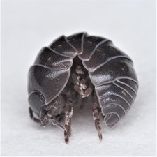 20ct Armadillidium Vulgare Isopods - DRY TOLERANT Pet Bioactive Reptile Vivarium