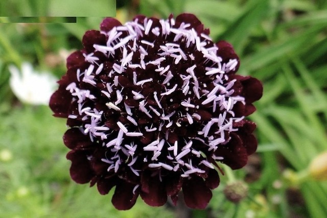 Seeds Mourning Bridge (Pincushion Flower) Annual Garden Cut Organic Ukraine