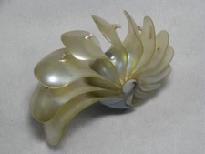 Formosa/SEASHELL/The inner beauty of seashell 103mm.