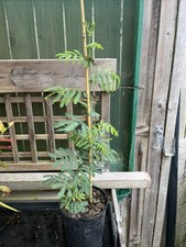 Acacia Baileyana - Mimosa Tree 3ltr pot 60-70cm