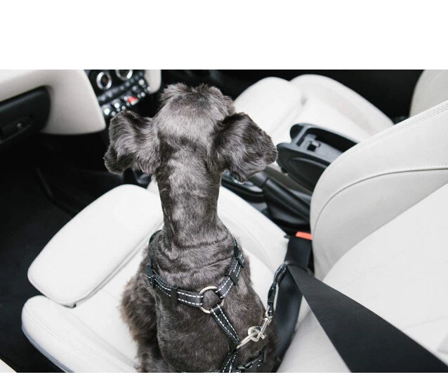 Arnés de seguridad para mascotas K&H Pet Products X-Large negro 24"-38" Foto 3 de 4