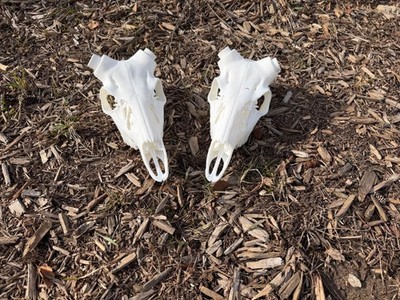 xl large 3d printed whitetail deer skull kits