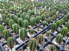 "MistyEvening X Althea" Best Genetics Sourced World Wide 2024.