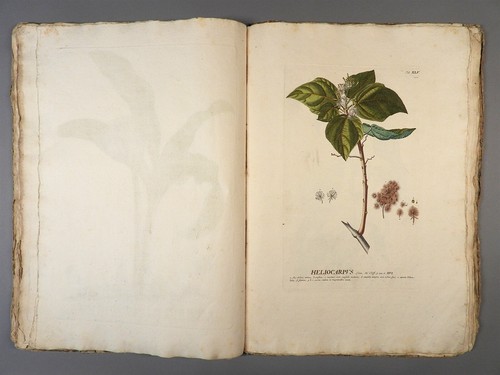 Georg Ehret C.1750 Plantae Selectae Botanical Engraving Tab XLV HELIOCARPVS - Picture 10 of 11