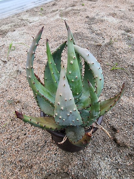 Aloe Aculeata