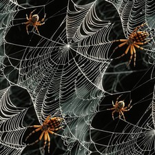 Spider Webs 55 - 20" x 38" Hydrographic Film Hydro Dipping