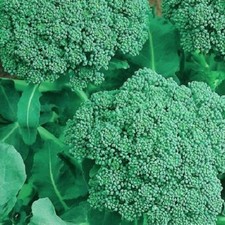 Broccoli Seeds  | NON-GMO Broccoli Seeds | Fresh Heirloom