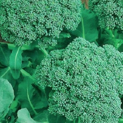 #ad Broccoli Seeds NON GMO Broccoli Seeds Fresh Heirloom Garden Seeds $3.00