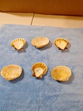 Misc Lot 6 Seashells