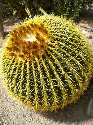 Echinocactus grusonii, Golden Barrel Cactus - 50 Sementes | eBay