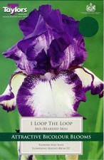 German Iris Germanica 'Loop The Loop' (Bearded Iris) Rhizome Pack x1