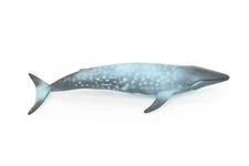 Blue Whale, Toy, Realistic Rubber Model Hand Painted Figurine Gift 7" CH155
