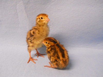 NPIP Certified Jumbo Brown Coturnix Quail Hatching Eggs – 96+ Count, PT Tested