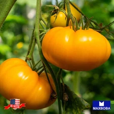 Tomato Fresh Seeds Cherry Orange Non-GMO Heirloom Vegetable