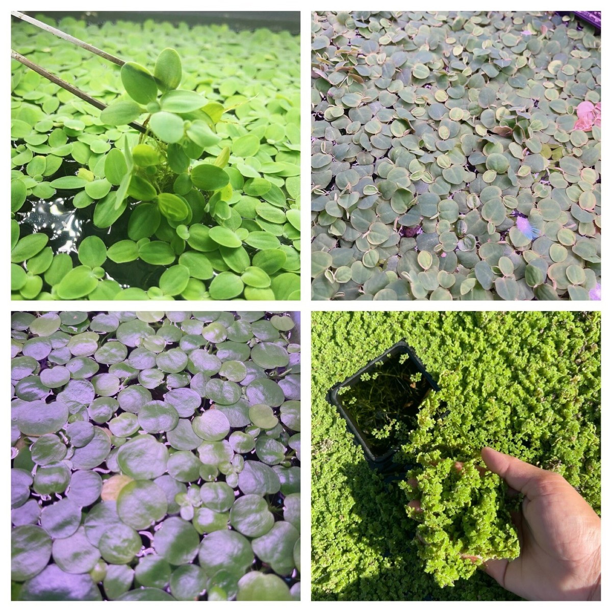 Floating Aquarium Plants Best Floating Aquarium Plants For Your Fish - Low Budget Floating Aquarium Plants For Sale