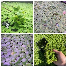 Live Floating Aquarium Plants Combo Buy 2 Get 1 Free
