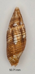 Mitridae Strigatella Imperialis - Big 50.71 - Great Color & Size