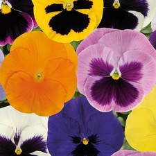 Perfect Plants - Pansy Mixed Plants  - Bedding Plants - Garden Ready