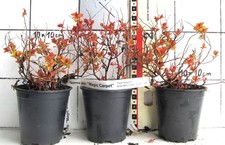 Spirea japonica. Magic Carpet  -  gelblaubig / rosa Blüte  - farbenfrohe Sorte -