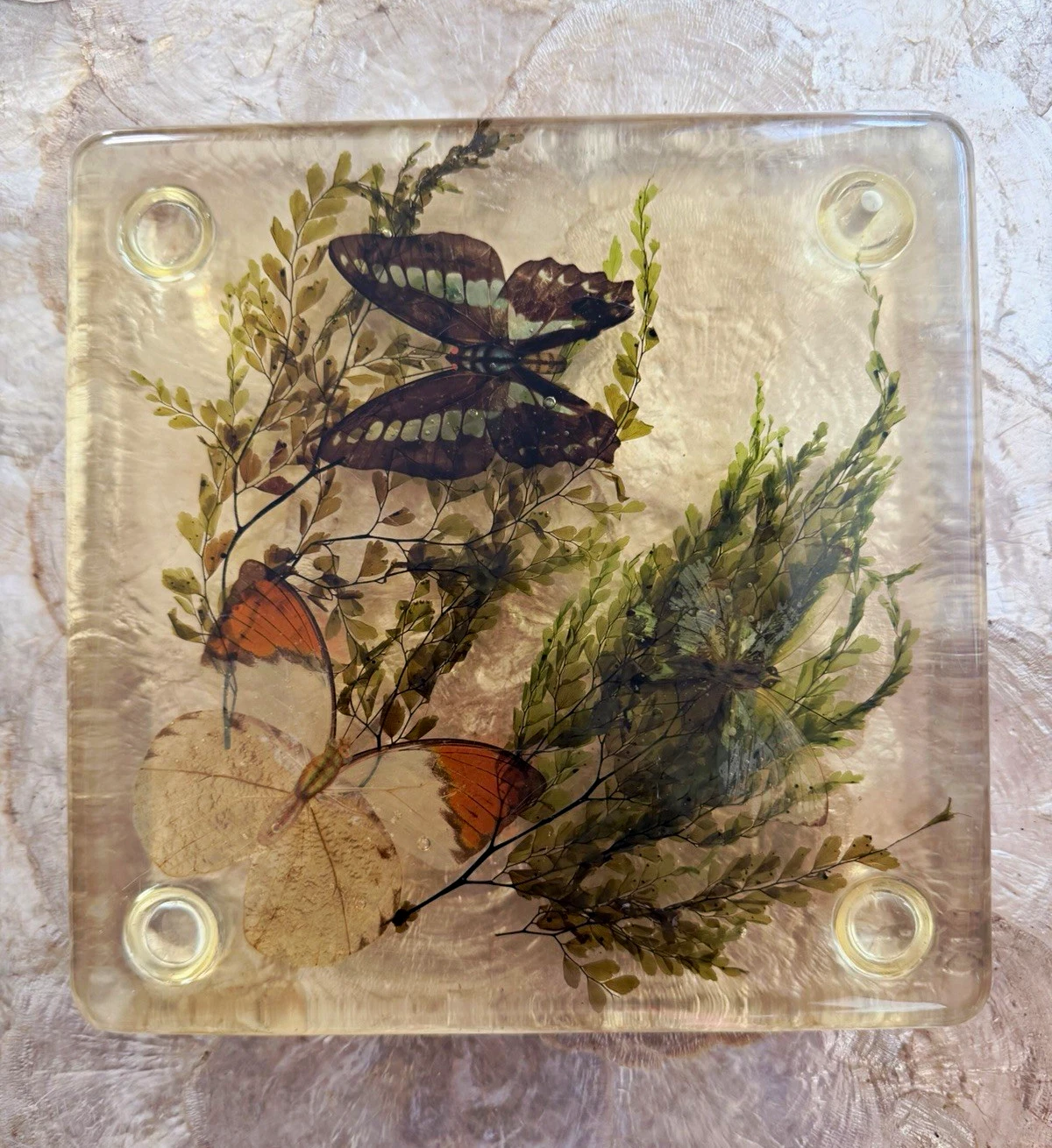 Vintage Lucite Resin Butterfly Fern Specimen Trivet Display 8in MCM Decor - product detail image 1