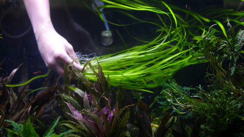 Jungle Vallisneria Americana Rubia 🌿 - Video 1 of 1