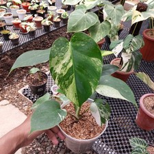 Actual Photo Monstera Mint Variegated Free Phytosanitary