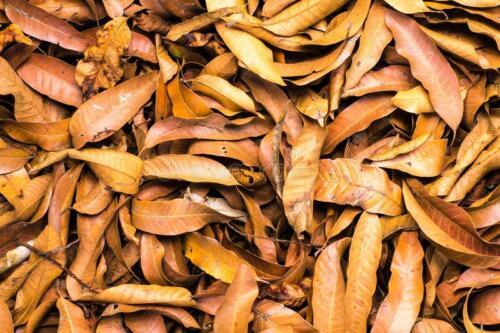 ORGANIC Dried Mango leaves Quality Pure Leaf For Tea 100 leafs