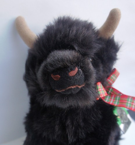 Highland Cow, Archie the calf as it is with a collar, tag gift wrap - 3 options - Bild 4 von 6