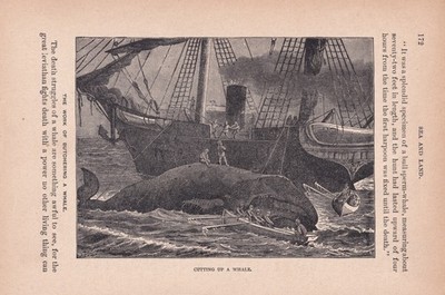 1887 Antique WHALERS WHALING WHALE FISHERMEN Engraving
