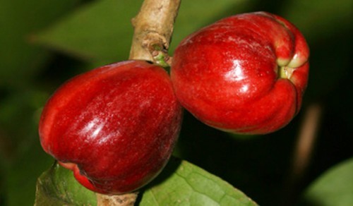 Malay Apple (Otaheite Apple)Tropical Fruit Trees - Picture 1 of 3