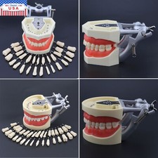 Kilgore Nissin 200 Type Dental Typodont Model 28 32pcs Removable Teeth  Screws