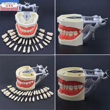 Kilgore Nissin 200 Type Dental Typodont Model 28 32pcs Removable Teeth & Screws
