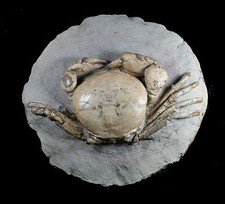  TUMIDOCARCINUS GIGANTEUS CRAB FOSSIL MIOCENE SOUTH ISLAND NEW ZEALAND