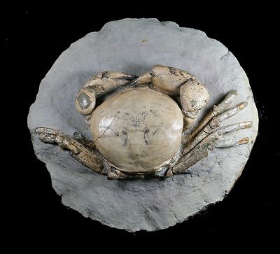TUMIDOCARCINUS GIGANTEUS CRAB FOSSIL MIOCENE SOUTH ISLAND NEW