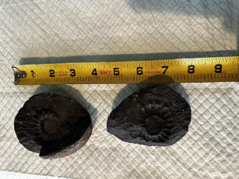 Ammonite Fossil Mold And Cast