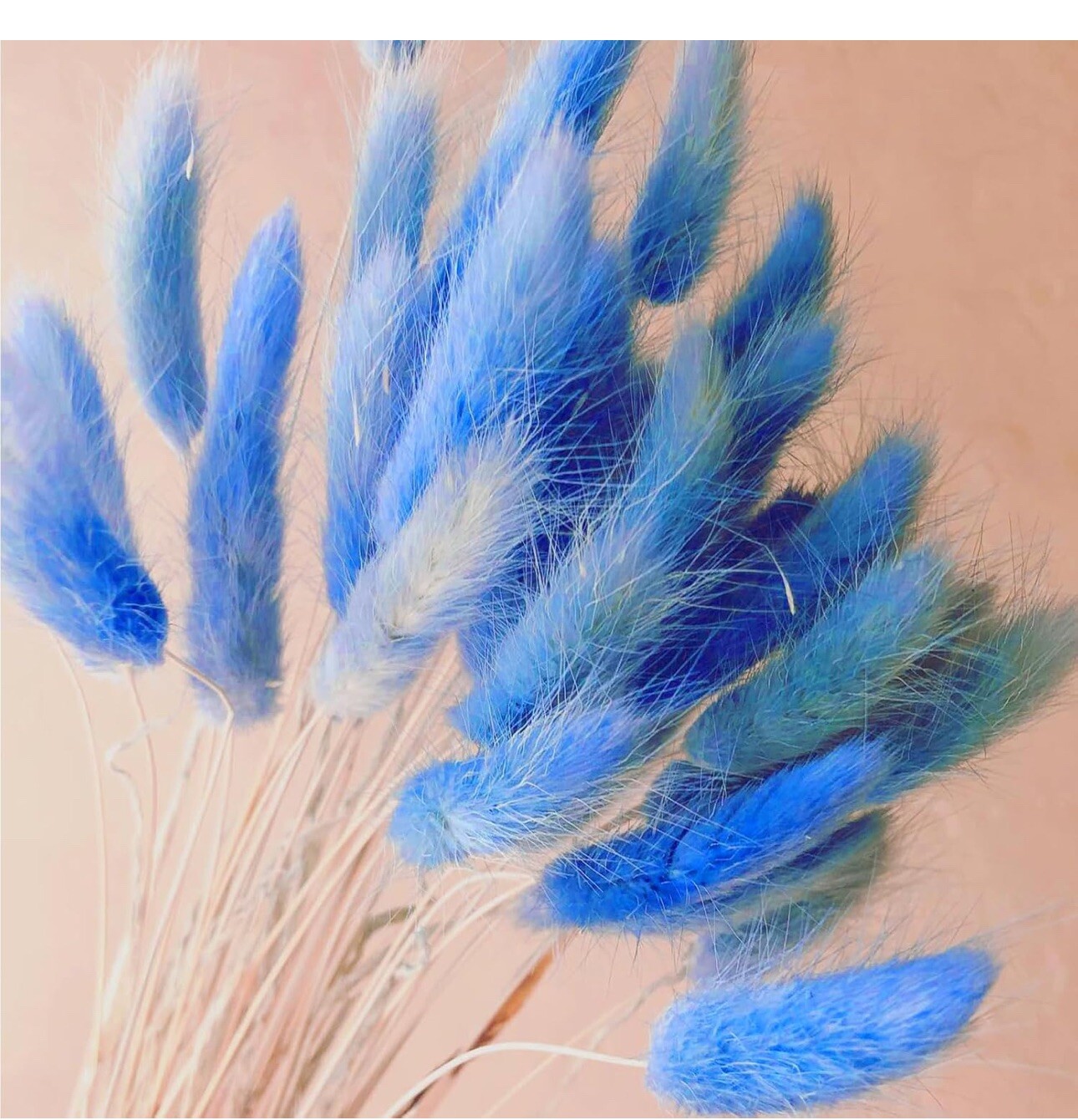 Natural Dried Flowers Bunny Tail Grass Bunch Flower Grass Wedding Decor-image