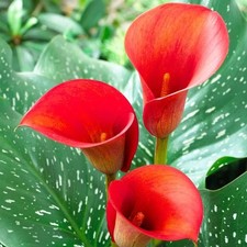 3 Red Calla Lily Arum Zantedeschia Summer Flower Garden Bulbs
