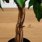 Picture 5 of 6