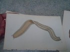 Picture 5 of 18