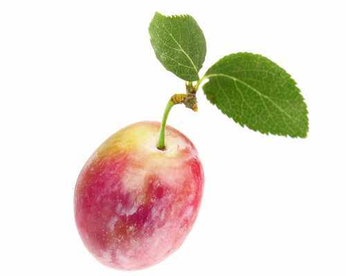 Pflaume 'Opal' selbstbestäubend Prunus dom. 'Opal' verschiedene Größen - Bild 1 von 4