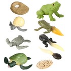  2 Sets Animal Toys for Kids Frog Figure Frogs Turtle Growth Model