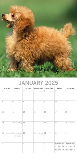 Poodles - 2025 Square Wall Calendar Dogs Pets Animals 16 Months Premium Planner - Picture 3 of 4
